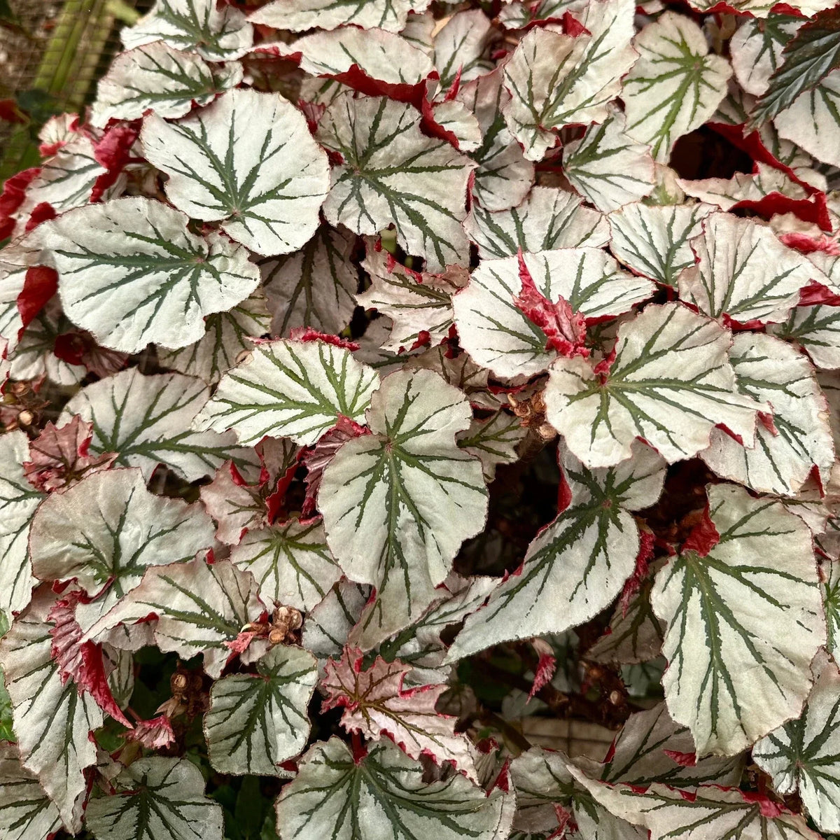 Angel Wing Begonia Plug - Rare Silver Leaf Indoor Plant - Begonia maculata - Compact Live Plant for Home Decor