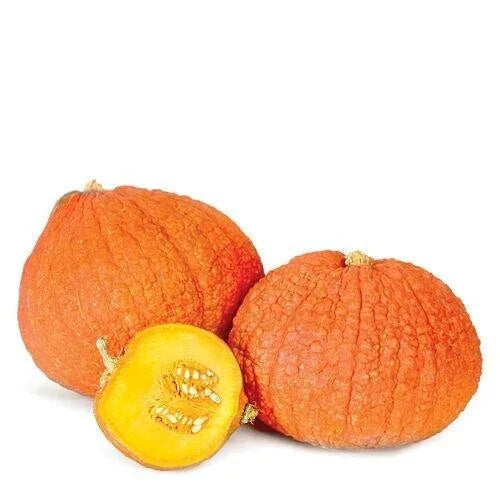Warty Gnome Mini Pumpkin Seeds - 10 Count - Unique Variegated Color - Cucurbita pepo - Ideal for Container Gardening