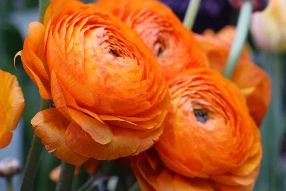 Orange Ranunculus Bulbs - 10 Premium Bulbs for Planting - Ranunculus asiaticus - Flowering Plants for Vibrant Gardens