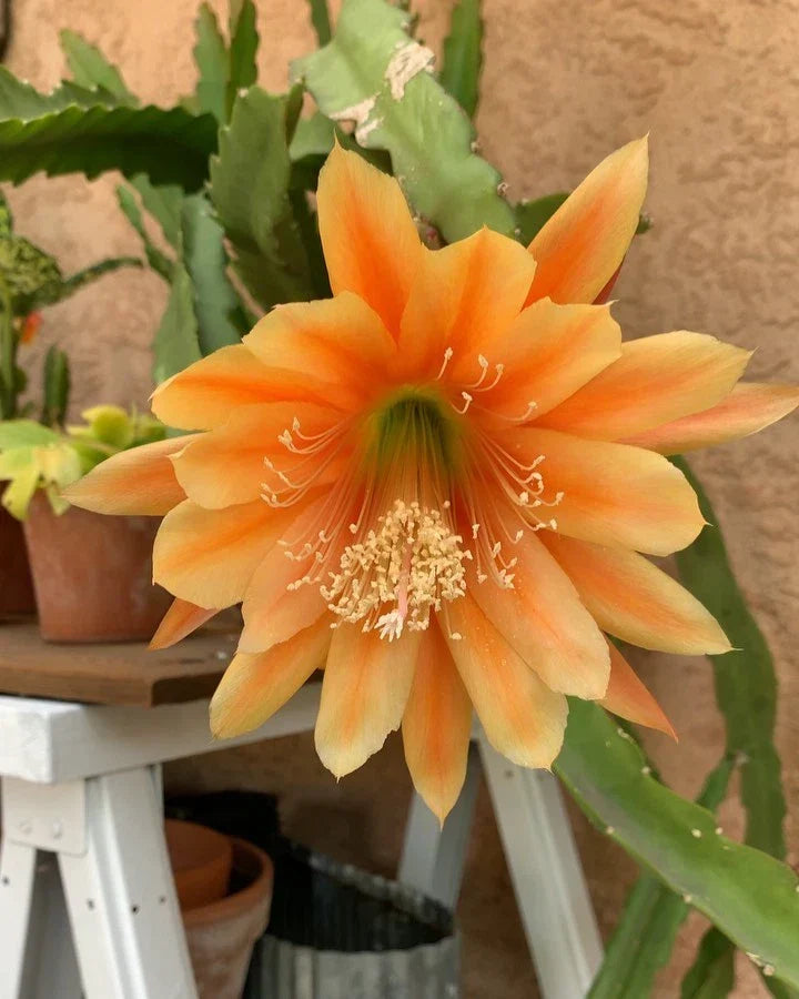 Epiphyllum Cuttings - King Midas Orchid Cactus - Golden Orange - Epiphyllum spp. - Easy to Grow Indoor/Outdoor Plant