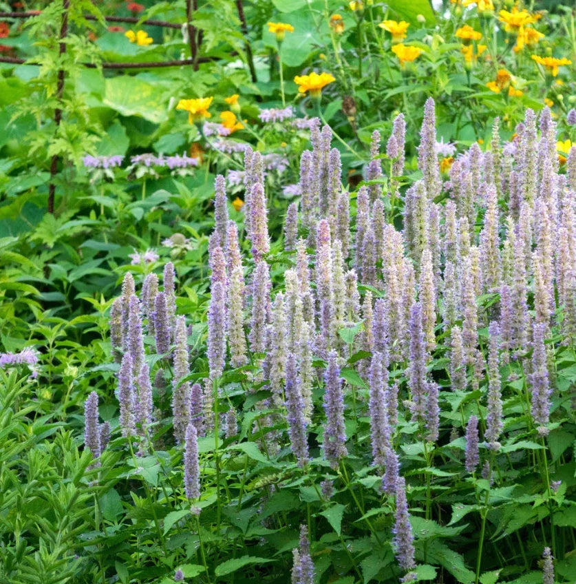 Giant Lavender Blue Hyssop Seeds - 200 Seeds - Agastache Perennial for Bees & Hummingbirds - Aromatic Flowering Plant