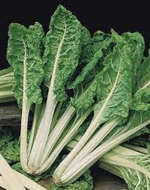 Organic Swiss Chard Seeds - Premium Green Lucullus - Heirloom Beta vulgaris subsp. cicla - Non-GMO, 200 Seeds for Gardening