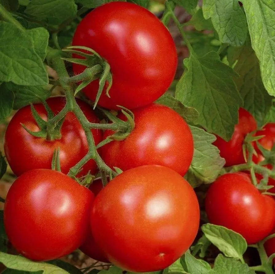 Bonny Best Tomato Seeds 50+ Pack, Indeterminate Red Tomatoes for Sauces, Lycopersicon esculentum, Garden Vegetable Seeds