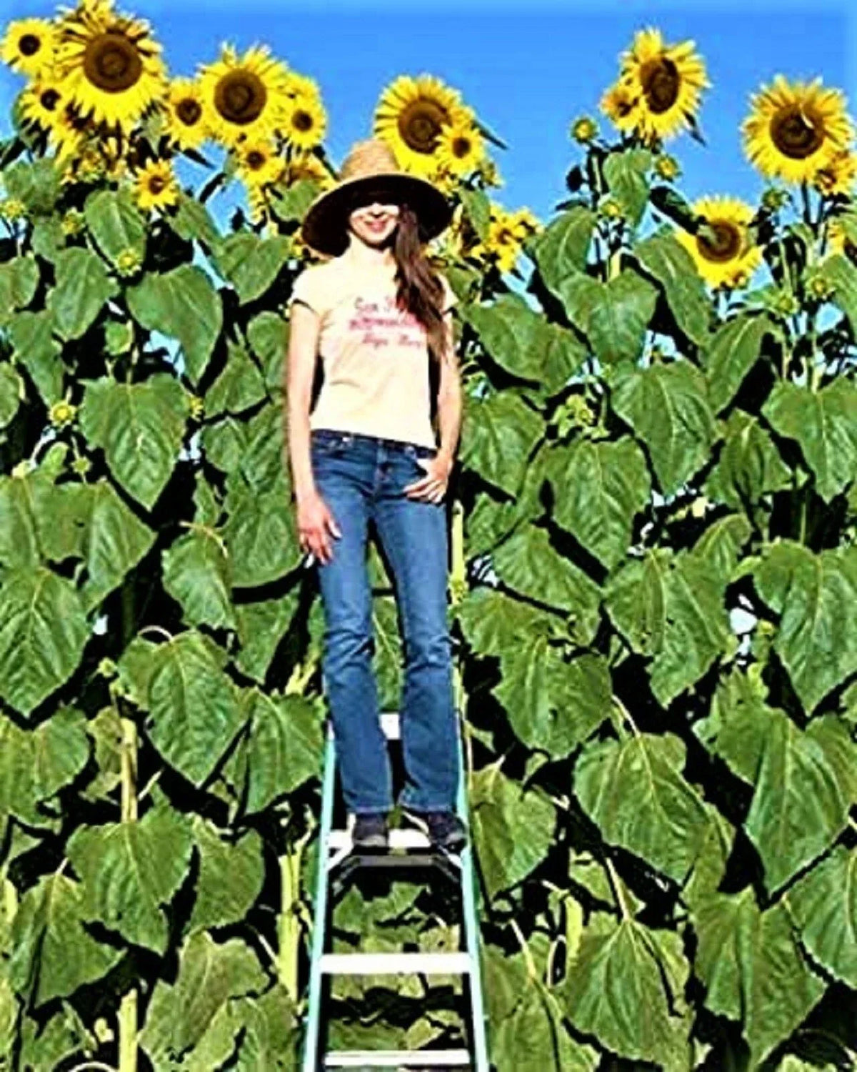 Organic Sunflower Seeds - Skyscrapper Variety - Non-GMO - 10 Seeds - Helianthus annuus - Ideal for Home Gardening