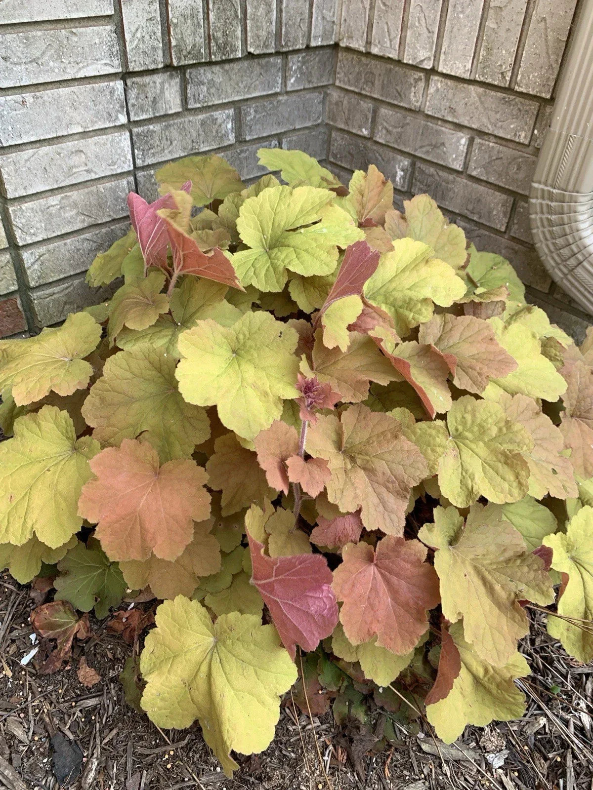 Coral Bells Live Plant - Bare Root Gold Yellow Orange Velvet - Heuchera spp. - Vibrant Perennial for Garden Borders and Containers