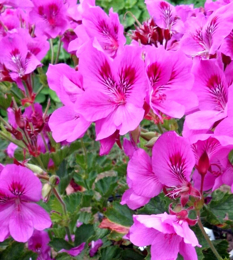 Pelargonium Cuttings 3x 6" Purple Pink Fancy Regal Geranium Live Plant - Pelargonium x domesticum