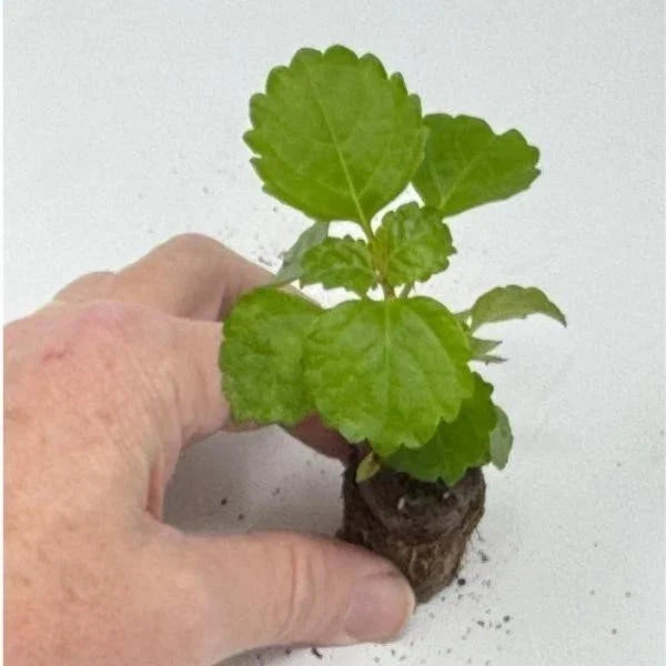 Swedish Ivy Starter Plant 4-Inch Green Plectranthus verticillatus - Easy Care Indoor Houseplant for Home Decor