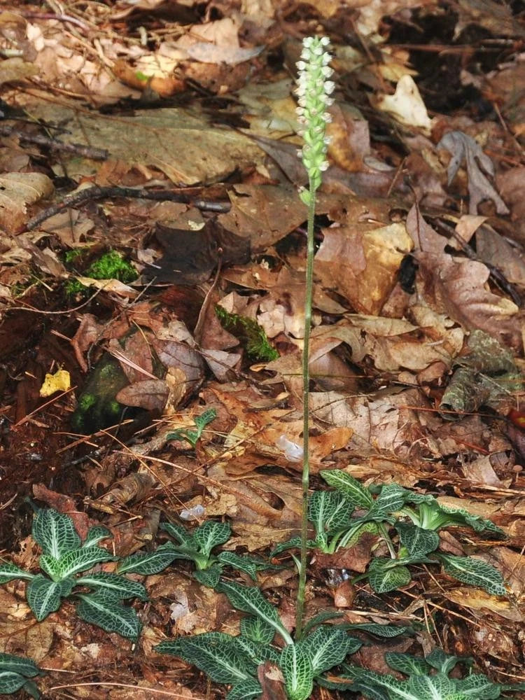 Rattlesnake Orchid Seeds, 10 Pack, Goodyera oblongifolia, Rare Indoor Plants for Unique Home Decor