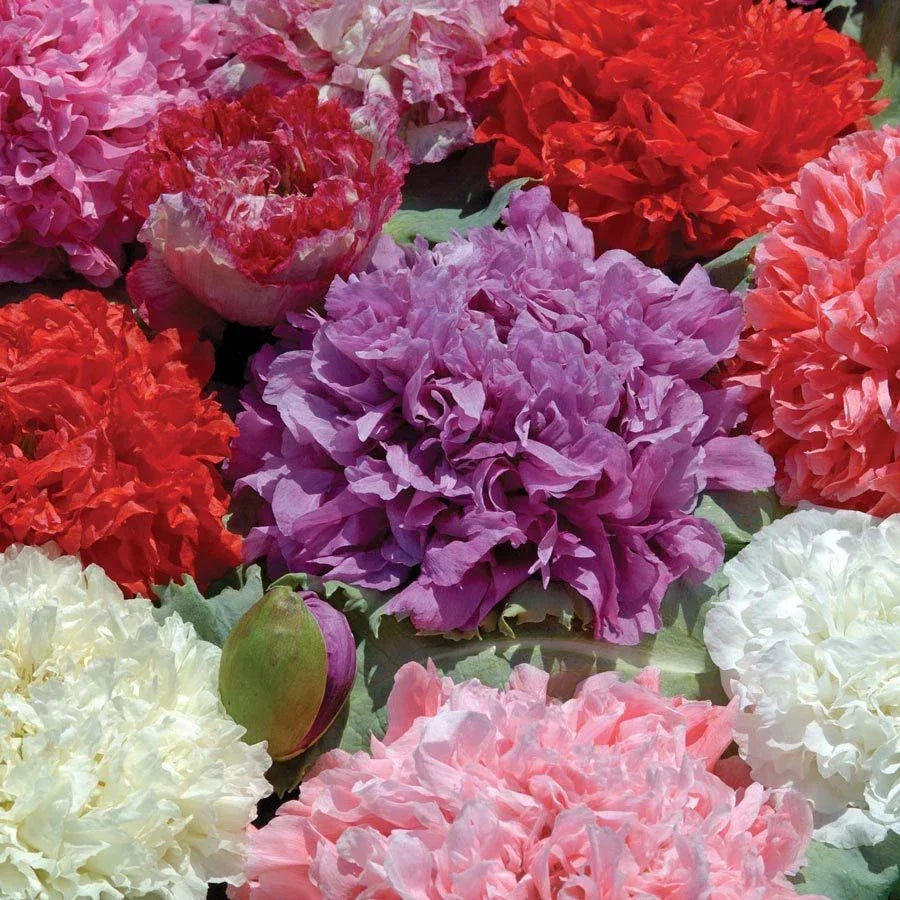 Poppy Seeds Packets - Double Mixed Red Pink White Purple - Papaver paeoniflorum - Easy to Grow Garden Flowers