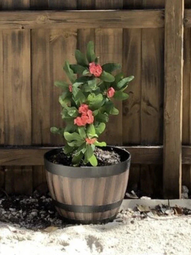Crown of Thorns Cutting 4"-5" Big Red Flowers Euphorbia milii Succulent for Indoor Container Gardening