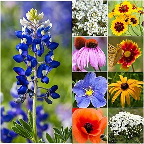 Texas Oklahoma Wildflower Seeds 2oz | Open Pollinated Annual & Perennial Mix | Native Wildflowers for Pollinators