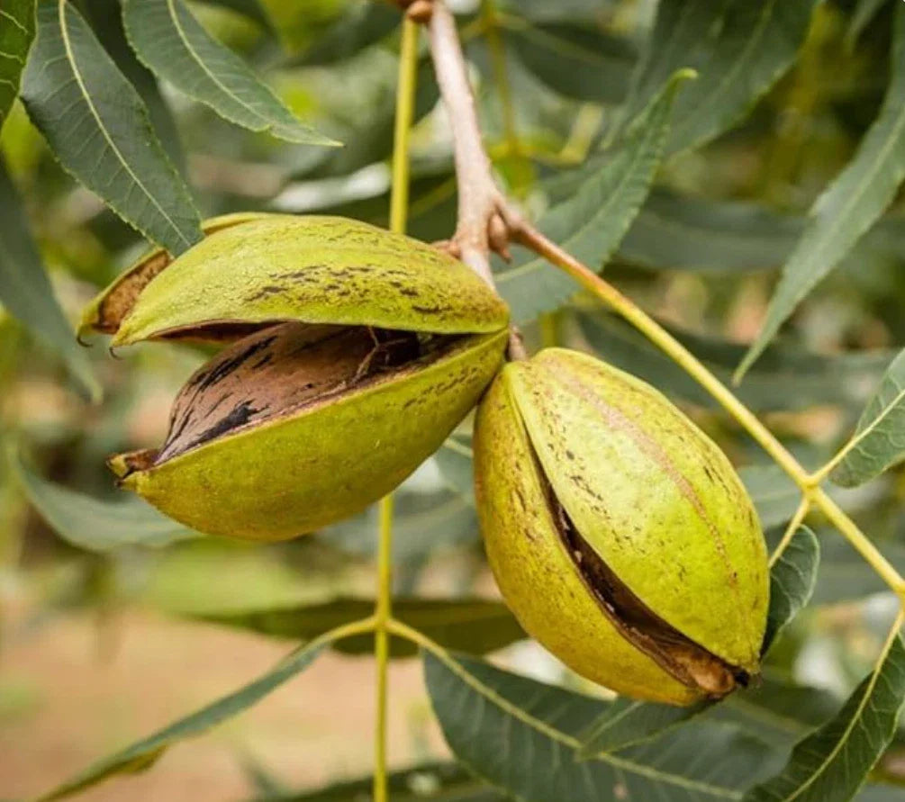 Pecan Tree Live Plant 12+ Inches Bare Root Carya illinoinensis - Ideal for Home Gardens & Orchards, Not for Shipping to PR, CA, AK