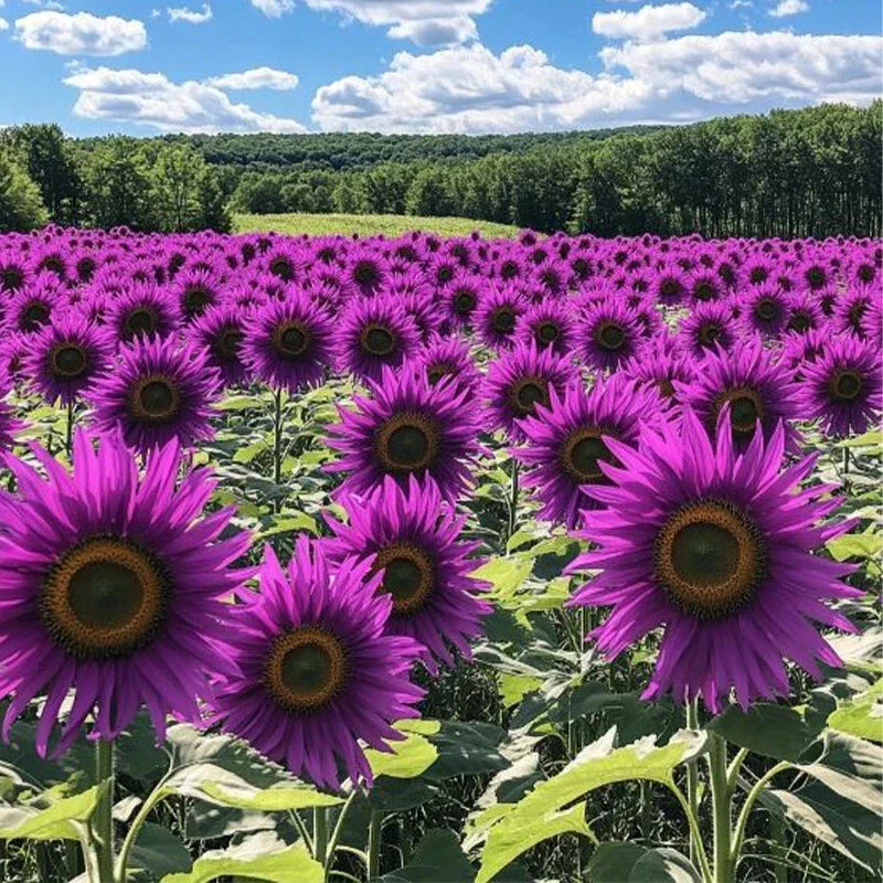 50pcs Violet Glow Purple Sunflower Seeds - Rare Helianthus annuus for Flower Beds and Gardens - Easy to Grow, Attracts Pollinators