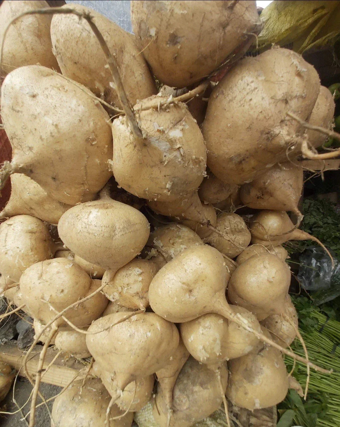 Jicama Seeds - 100+ Seeds - Mexican Turnip - Pachyrhizus erosus - Non-GMO, High Germination Rate, Free Seeds Included