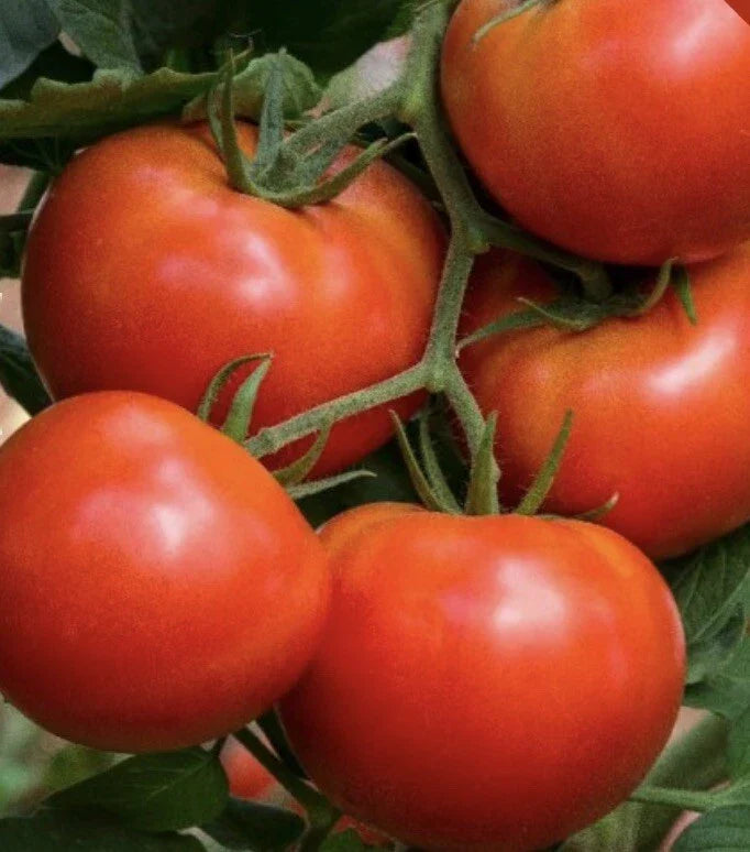 Beefsteak Tomato Seeds | 500 Heirloom Non-GMO Seeds | Solanum lycopersicum | Perfect for Home Garden