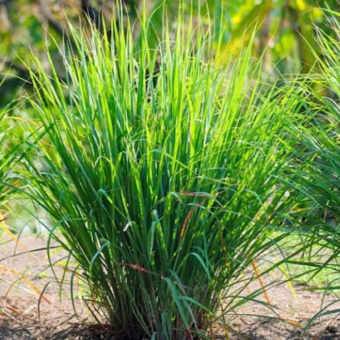 Lemon Grass Seeds 50+ Non-GMO Cymbopogon citratus Fresh Herb Garden Seeds USA for Culinary Use