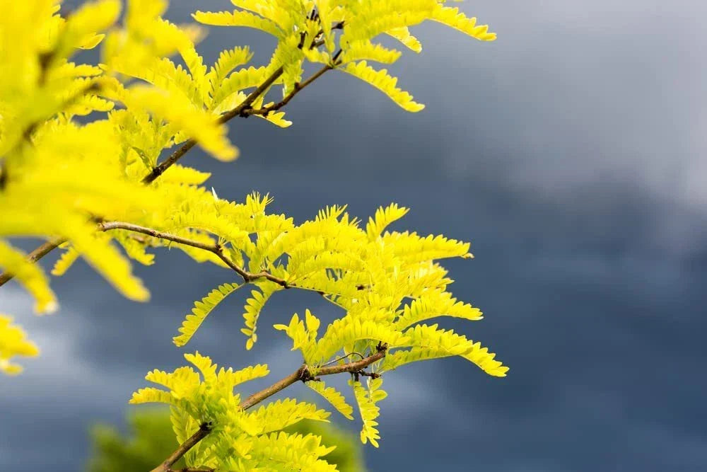 Thornless Honey Locust Seeds (20 Seeds) - Gleditsia triacanthos - Drought-Tolerant, Fast-Growing, Ideal for Landscaping