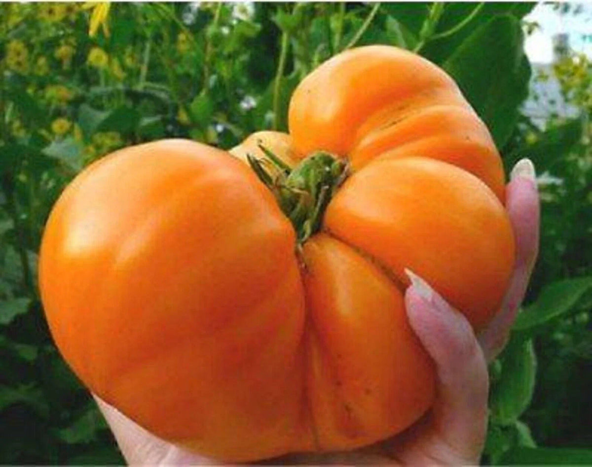 Amana Orange Tomato Seeds - 30+ Heirloom Organic NON-GMO - Sweet Orange Variety - Solanum lycopersicum