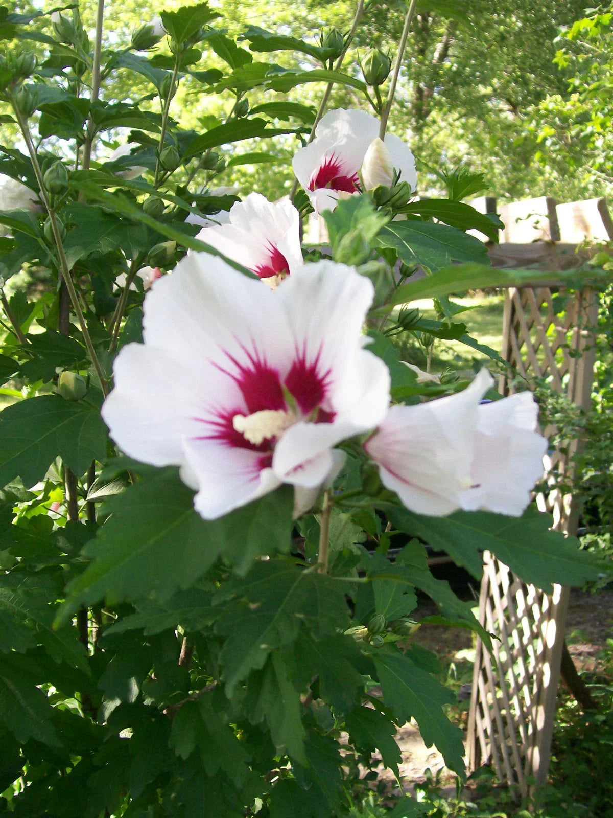 Rose of Sharon Cuttings Set of 10 - White & Purple Varieties - Hibiscus syriacus - Easy Propagation for Gardeners