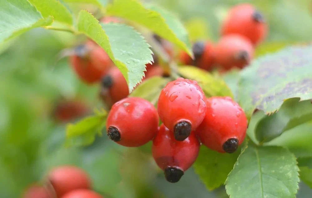 50 Dog Rose Seeds for Planting, Rosa canina, Hardy Perennial, Beautiful Flowers & Tasty Red Berries