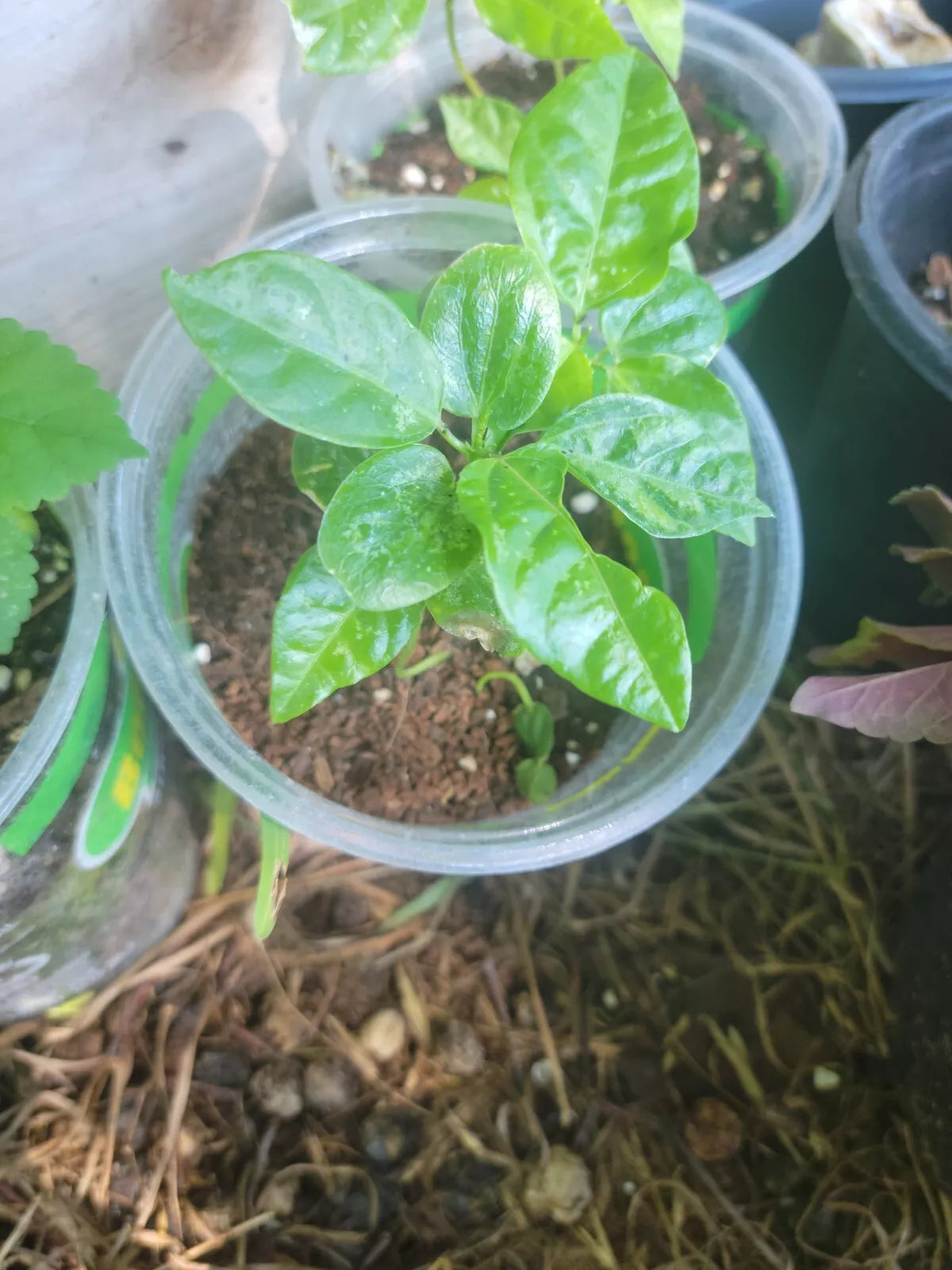 Maypop Purple Passion Flower Vine Live Plant 4" Pot Passiflora incarnata x cincinnata - Exotic Purple Blooms for Garden