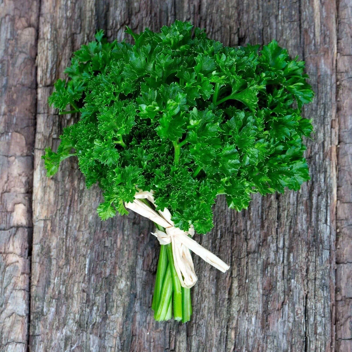 Triple Curled Parsley Seeds - Heirloom Non-GMO Organic - Petroselinum crispum - Culinary Herb for Gardens and Containers