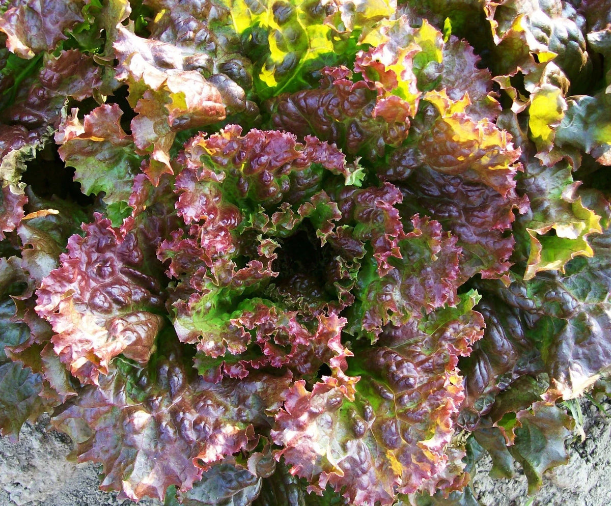 Premium Lettuce Seeds 4g Red Sails Loose Leaf (Lactuca sativa) - Non-GMO Home Gardening Vegetable Garden Seeds