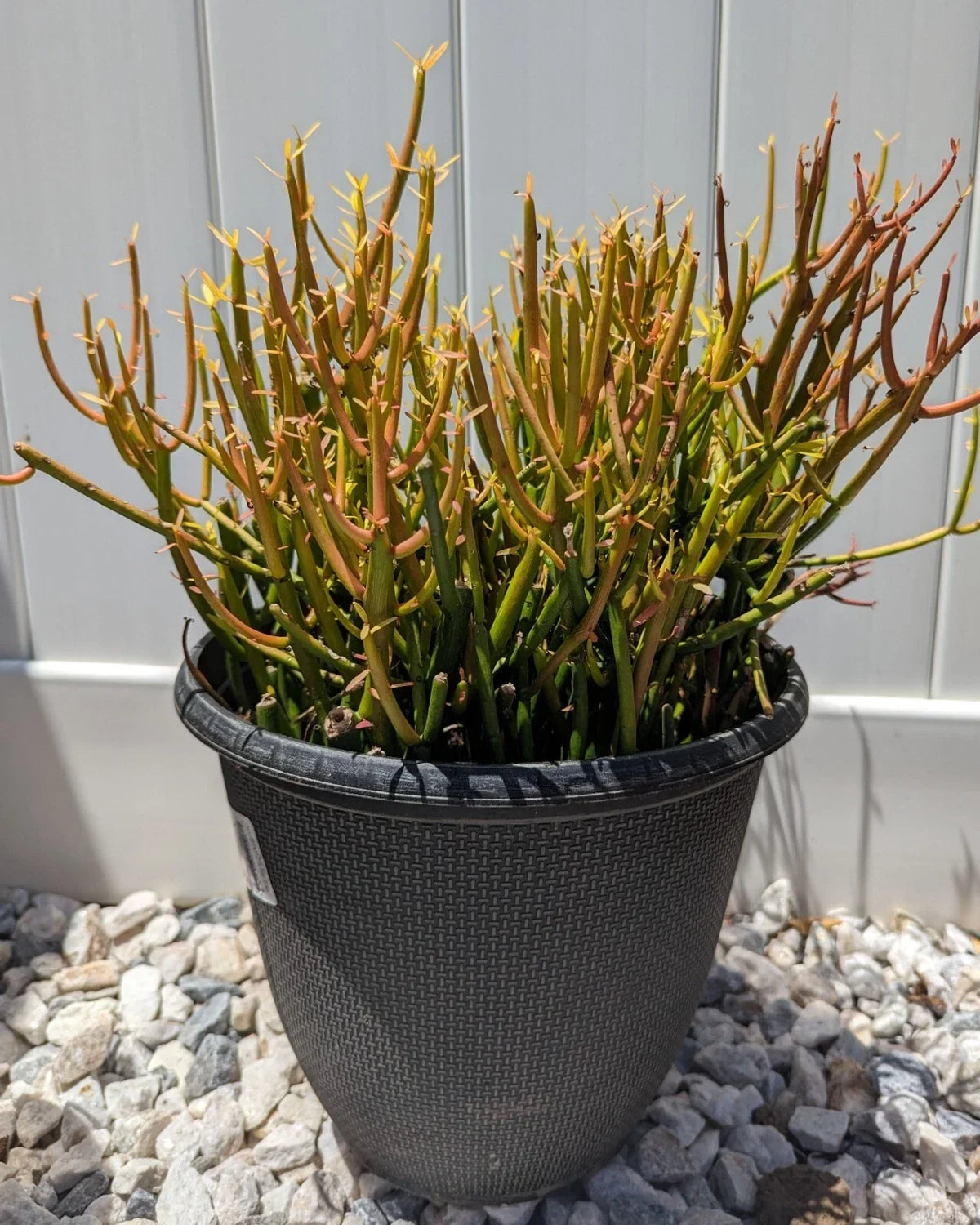 Pencil Cactus Cuttings | 10 Firesticks Succulent Cuttings | Euphorbia tirucalli | Easy to Grow Indoor/Outdoor Plant