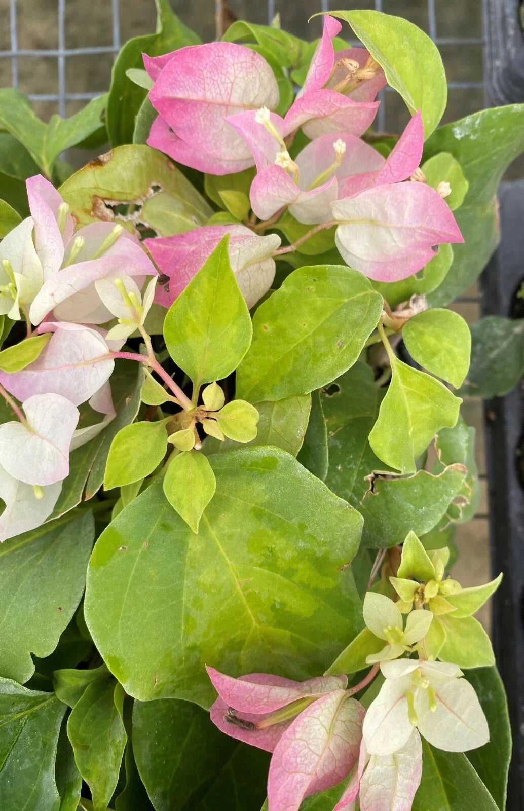 Bougainvillea Starter Plant - Yani's Delight - Live Plug - Bougainvillea spp. - Vibrant Flowers - USA Seller