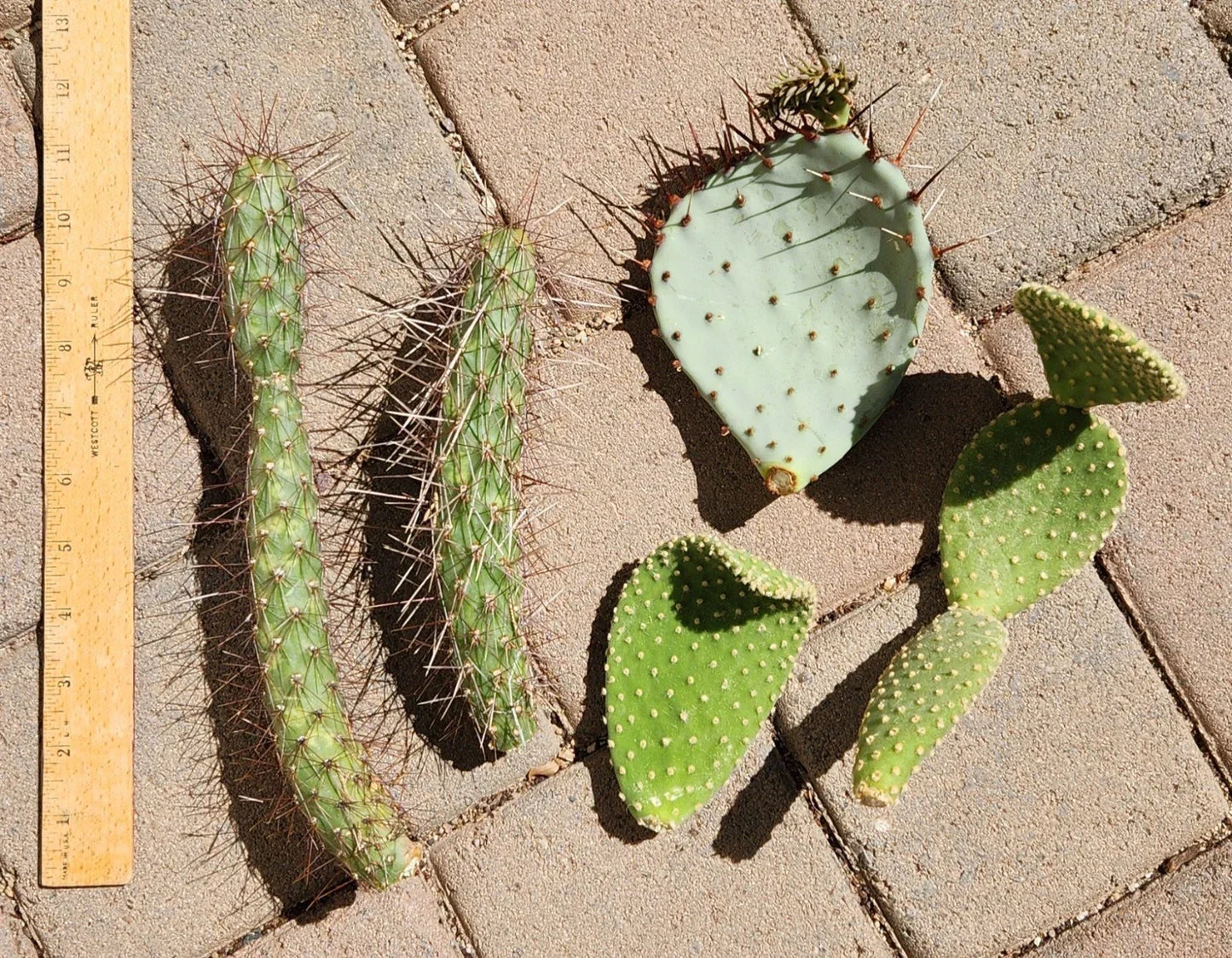 Cactus Cuttings Lot | Opuntia Microdasys & Cylindropuntia Campii | Succulent Segments for Propagation