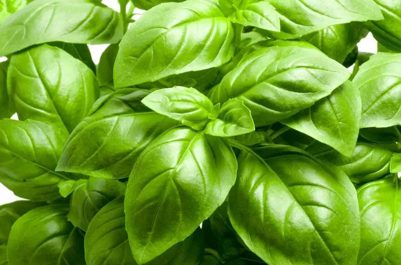 Large Leaf Basil Seeds | Non-GMO Heirloom Herb | Ocimum basilicum | Culinary Garden Seeds Packet (Approx. 100 Seeds)