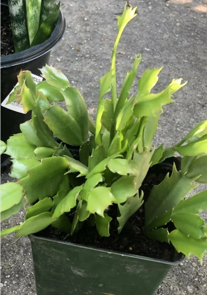 Rooted Christmas Cactus Cuttings, Red Flowers, Schlumbergera truncata