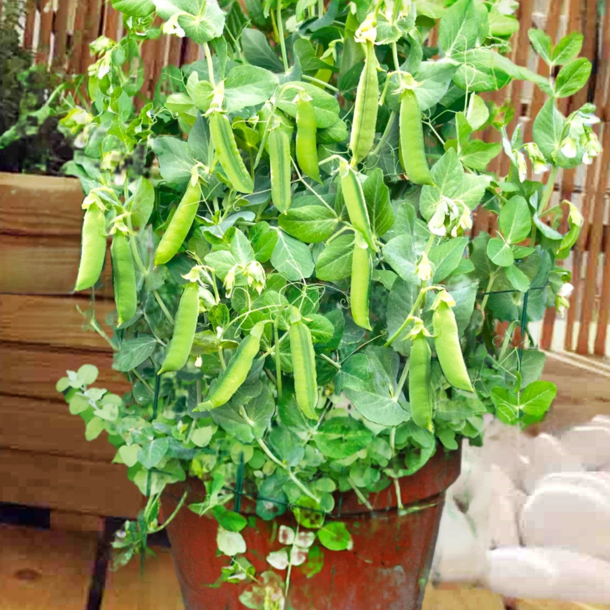 Patio Pride Snap Pea Seeds | Heirloom Container Peas | Pisum sativum | Fast-Growing, Non-GMO, Ideal for Small Gardens