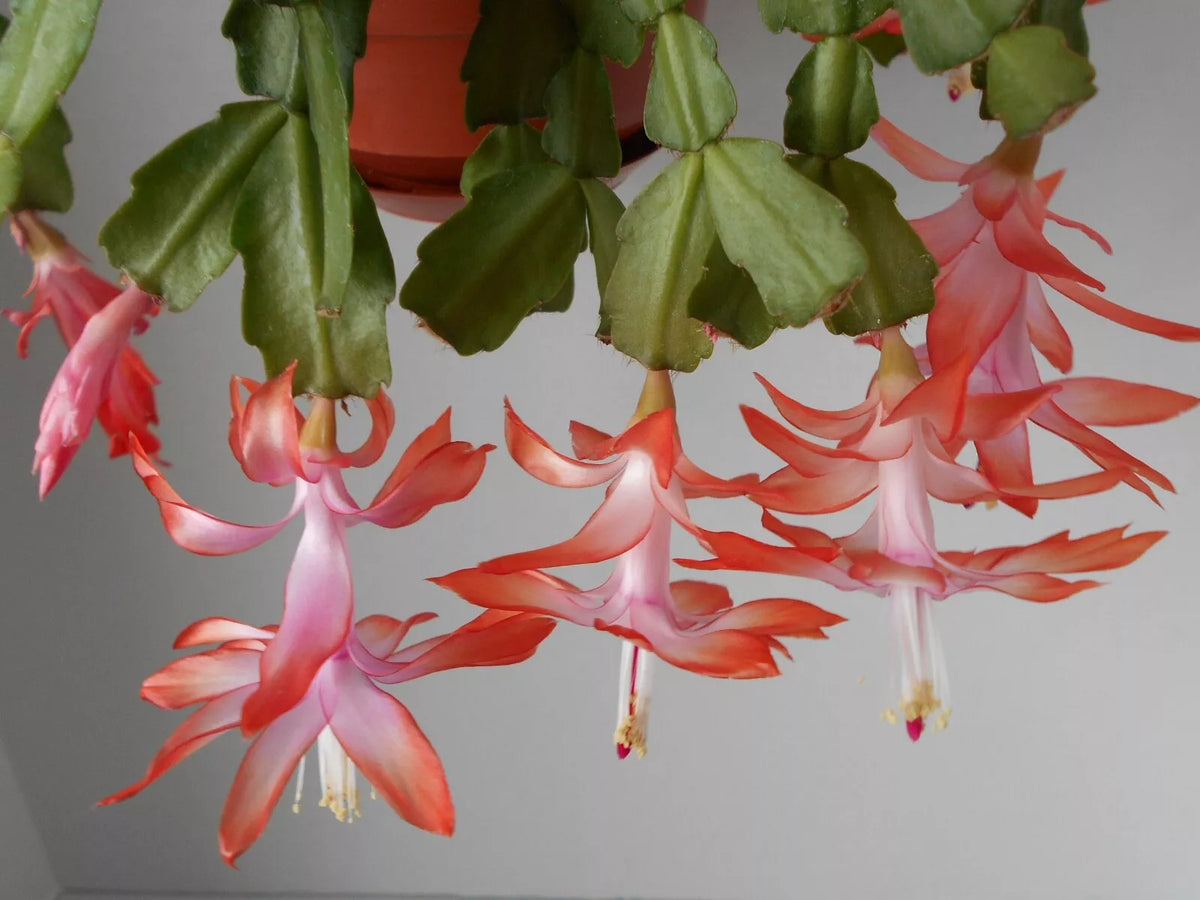 Schlumbergera Flamenca Starter Plant - Pink Flowering Christmas Cactus - Holiday Decor Houseplant - Indoor Plant