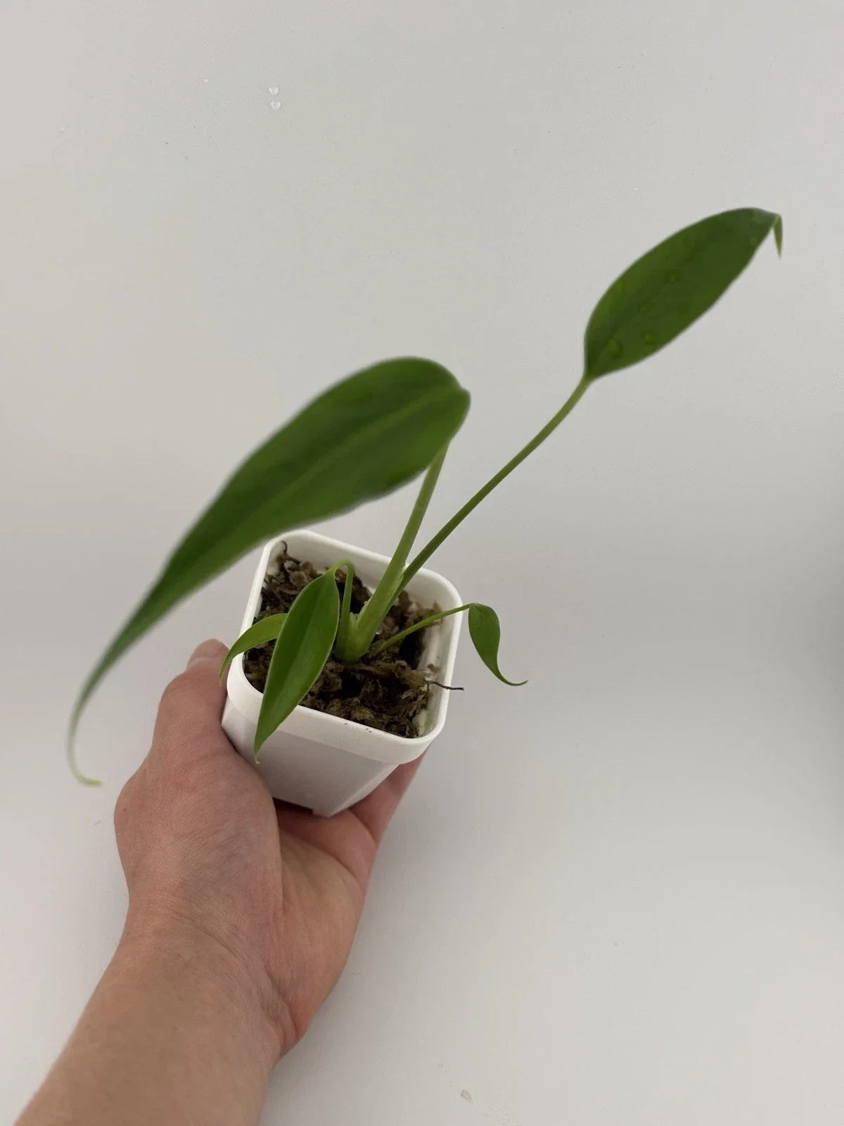 Monstera Burle Marx Flame Starter Plant - 3 Inch Pot, Fully-Rooted Tropical Indoor Plant, Monstera adansonii var. Burle Marx