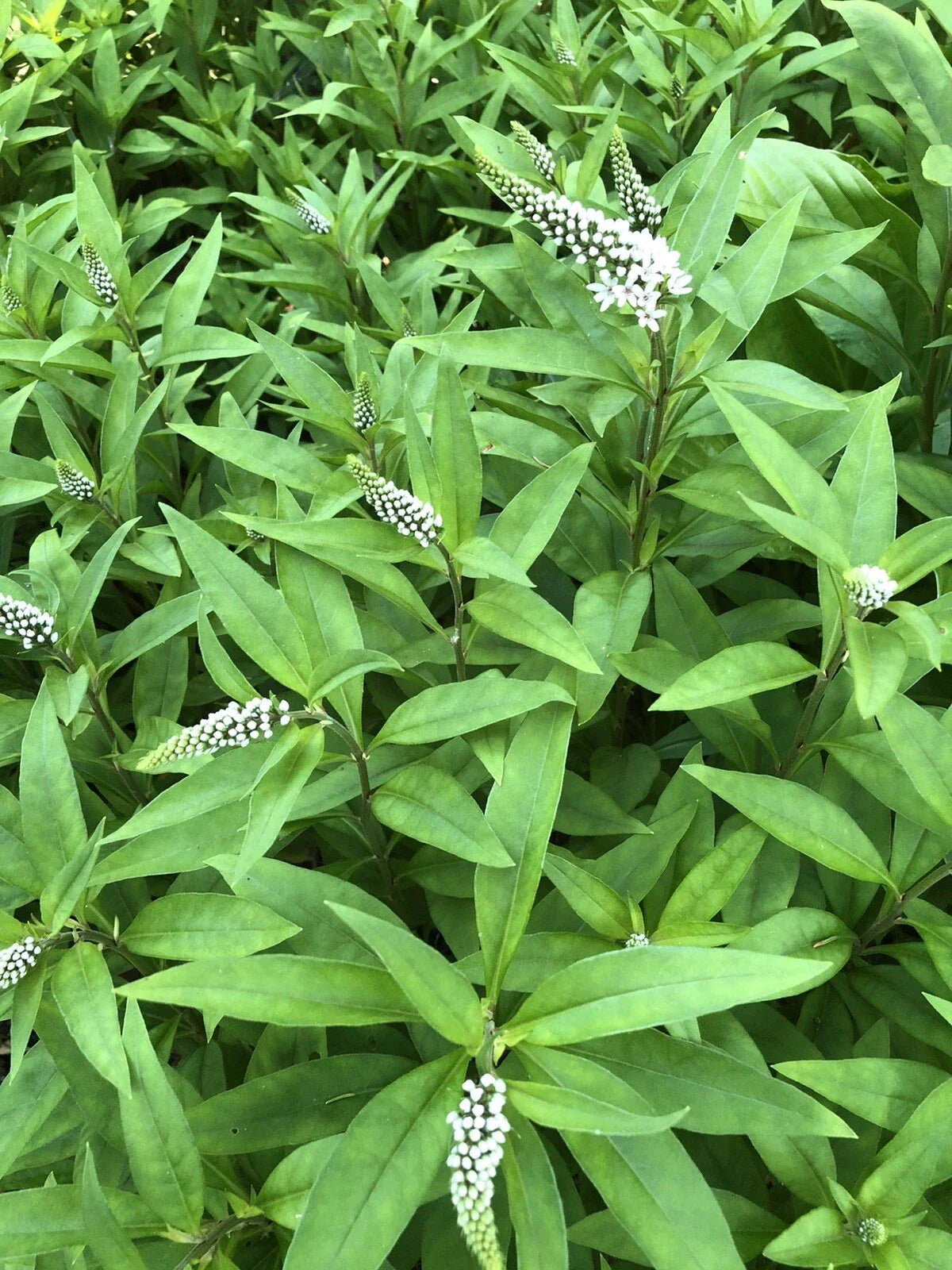 Gooseneck Loosestrife Perennial Plants - 10 Bare Root - White Flowers - Lysimachia clethroides - Low-Maintenance Garden Favorites