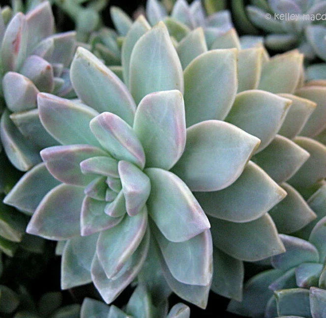 X-Large Unrooted Cuttings Graptopetalum Succulent 10 Pack - Perfect for Wedding Favors, Home Decor, Crafting - Graptopetalum paraguayense