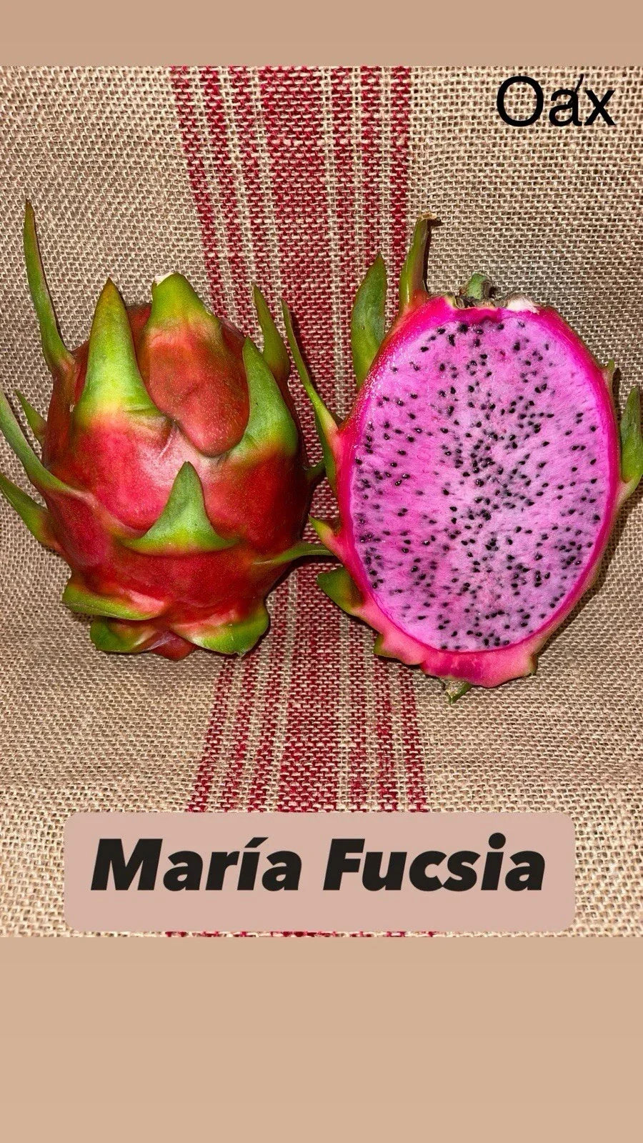 Dragon Fruit Cuttings - Mature "Maria Fucsia" - Hylocereus undatus - Vibrant Pink Skin, Sweet Flavor - Perfect for Home Gardening