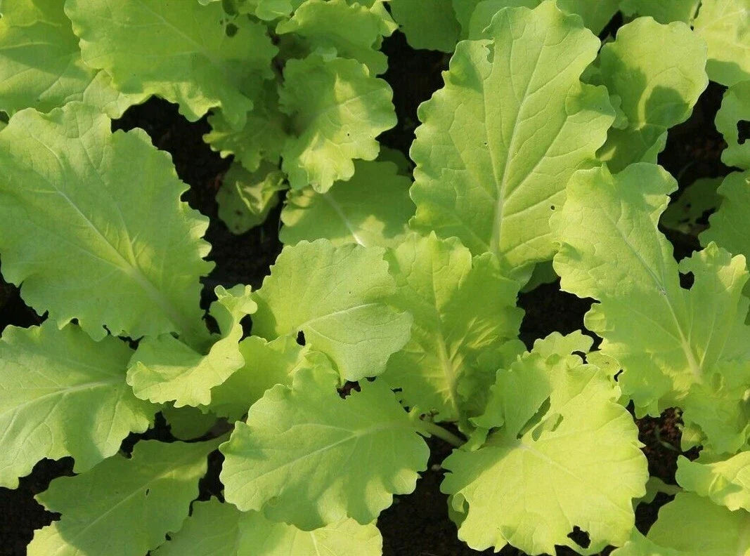 Tokyo Bekana Mustard Seeds 300+ | Asian Culinary Microgreens | Brassica rapa var. japonica | Fast-Growing Garden Seeds