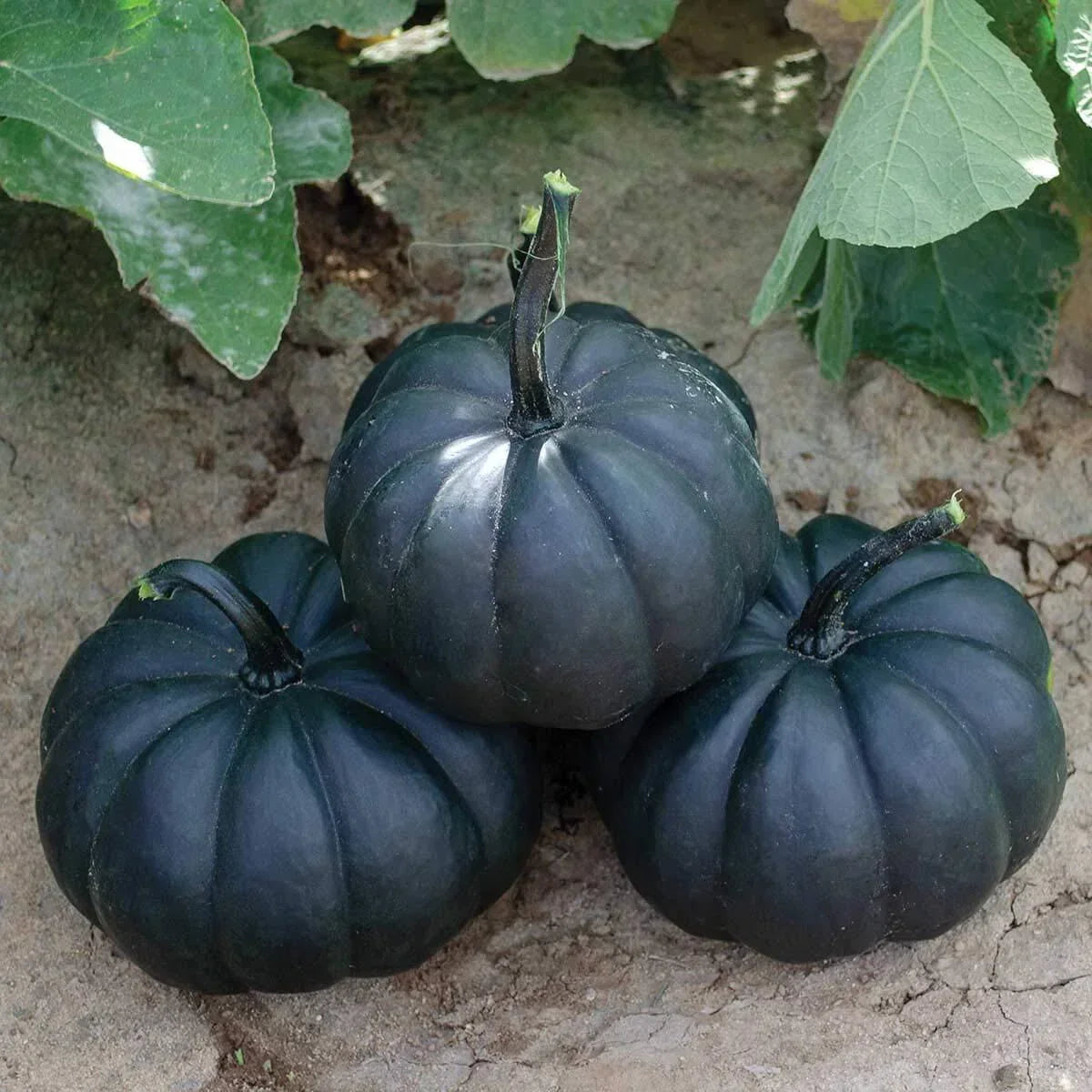 Black Pumpkin Seeds Packet | 10 Seeds | Black Kat Variety | Cucurbita pepo | Unique Dark Skin for Garden & Cooking