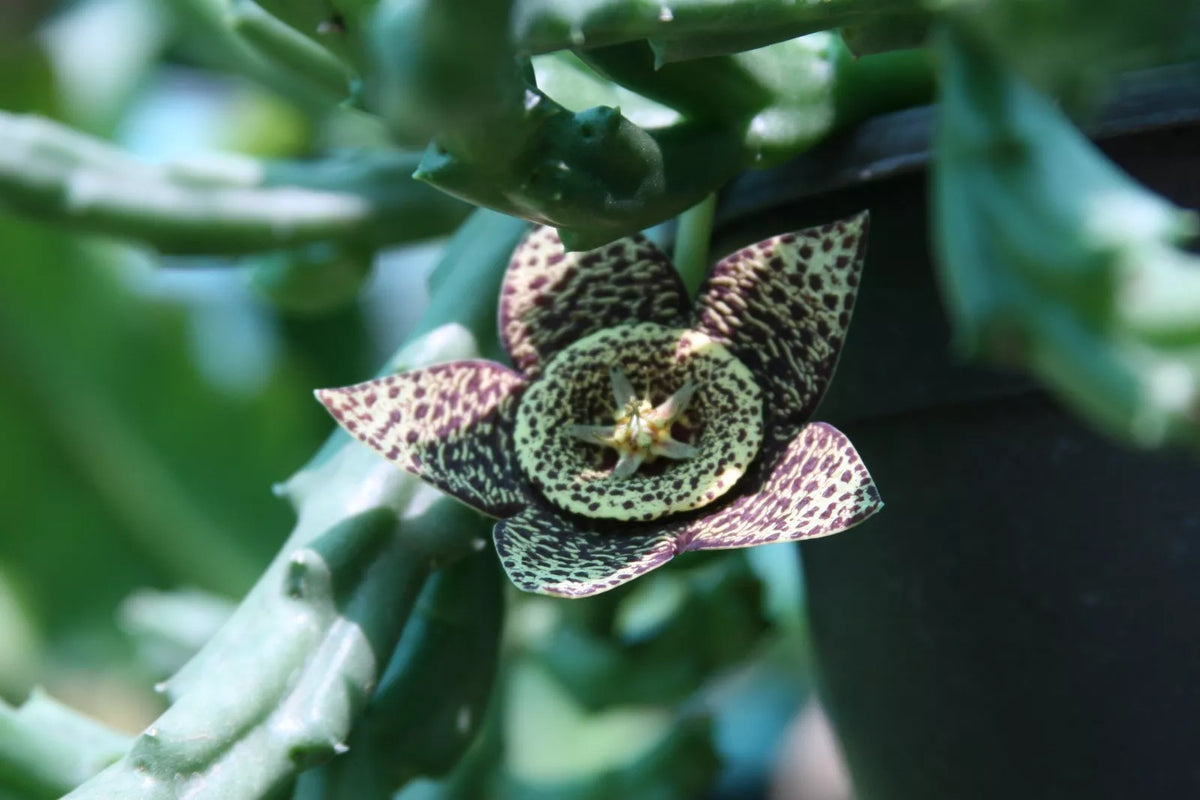 Unroot Stapelia Variegata Succulent Cutting, Unique Orbea Starfish Carrion Plant, Drought-Tolerant Houseplant, Orbea variegata