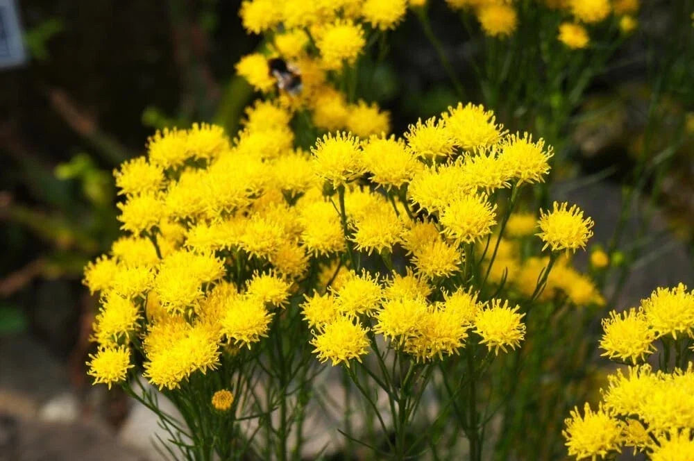 Goldilocks Aster Flower Seeds - 20 Pack, Yellow Blooms, Aster linosyris for Planting, Compact Perennial Garden Seeds