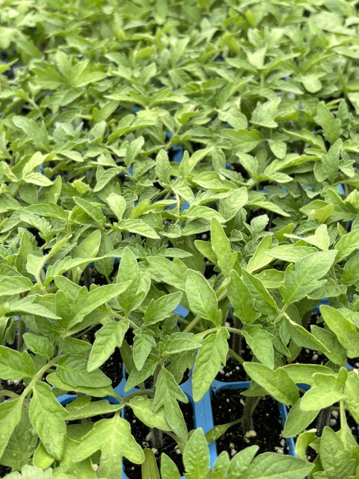 Cherokee Purple Tomato Plants - Lot of 3, Heirloom Variety, Solanum lycopersicum, 6-10 Inches, Rich Flavor