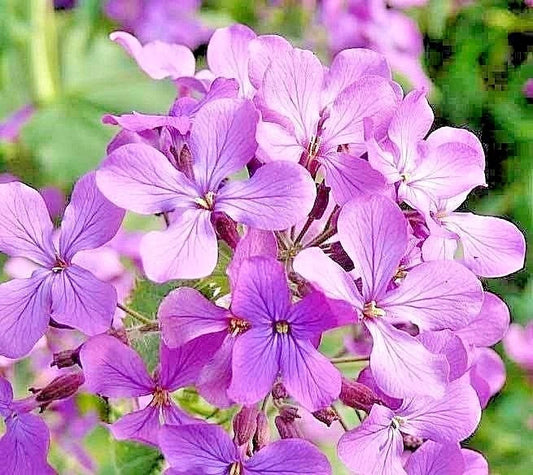 Evening Scented Stock Seeds - 1001+ Clove Perfume Plant for Summer Garden & Container - Matthiola longipetala