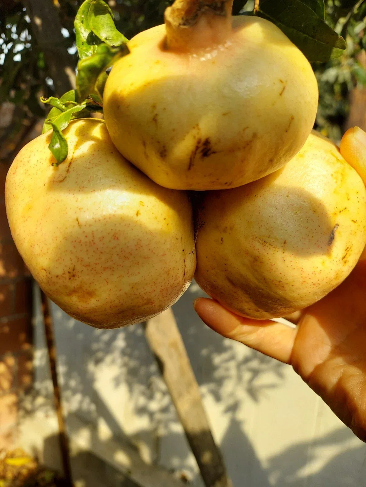 Rare Organic White Pomegranate Cuttings - 10 Premium Propagation Cuttings - Punica granatum - Ideal for Gardening and Plant Collectors