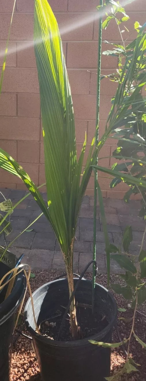 Queen Palm Tree Sapling, Live 3+ Year Old, Archontophoenix alexandrae, Tropical Indoor/Outdoor Plant, Easy Care