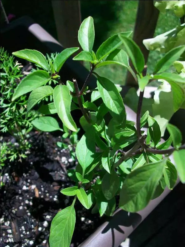Licorice Basil Seeds Bulk - 1000 Gourmet Culinary Seeds - Ocimum basilicum var. basilicum - Non-GMO Herb for Gardening