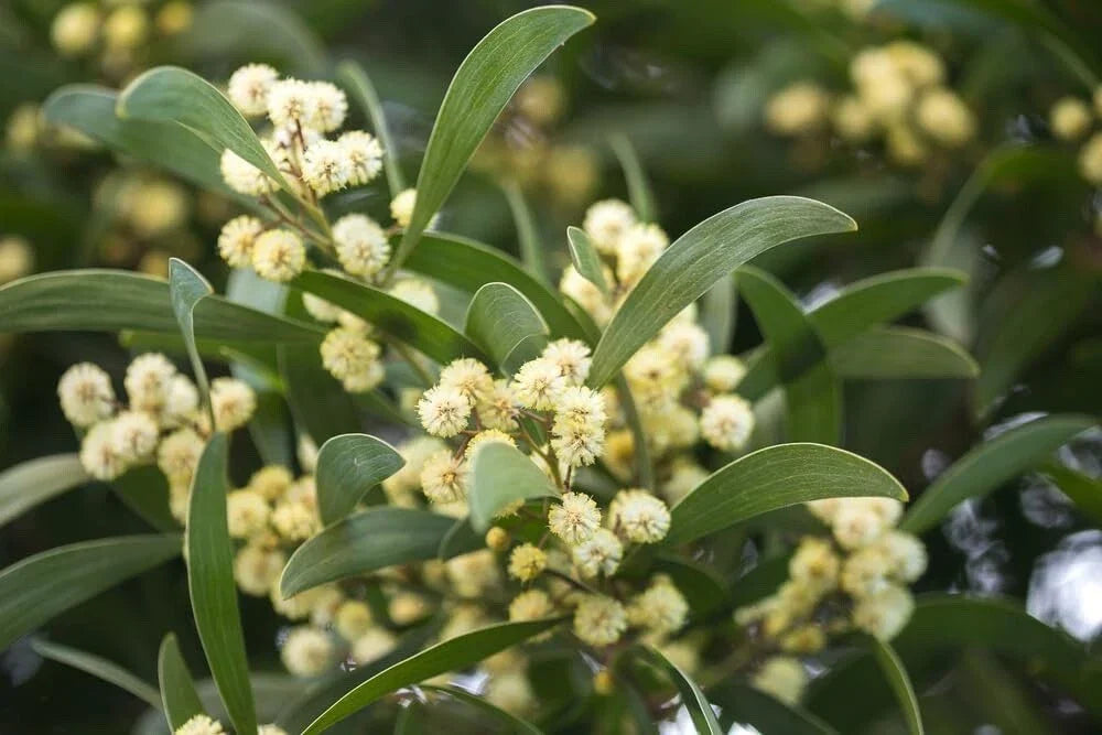 Australian Blackwood Tree Seeds - 30 Seeds - Acacia melanoxylon - Fast Growing, Low Maintenance, Wildlife Friendly