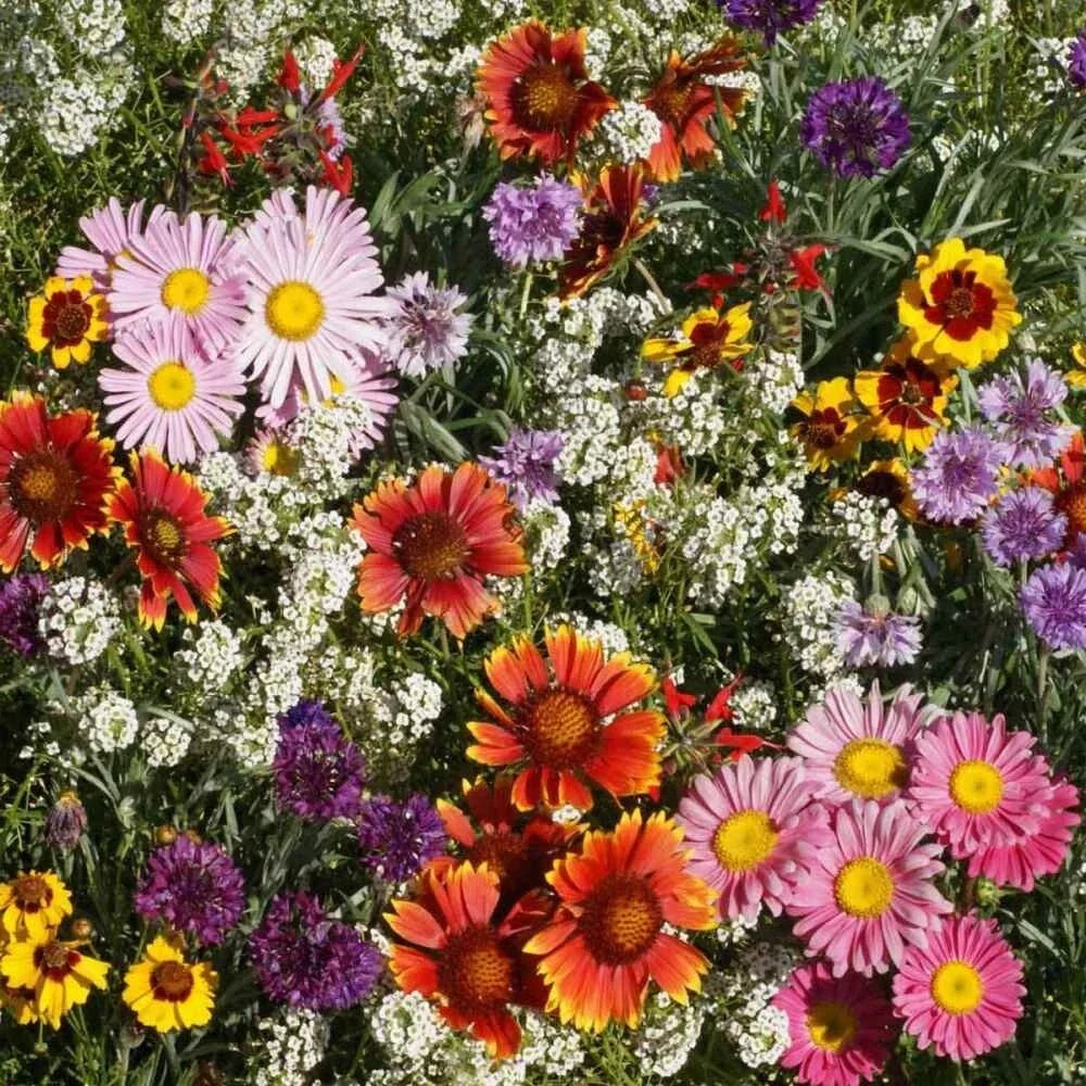 Bird & Butterfly Mix Seeds - 2000+ Seeds, 18 Native Wildflowers for Pollinator Gardens, Various Species, North America