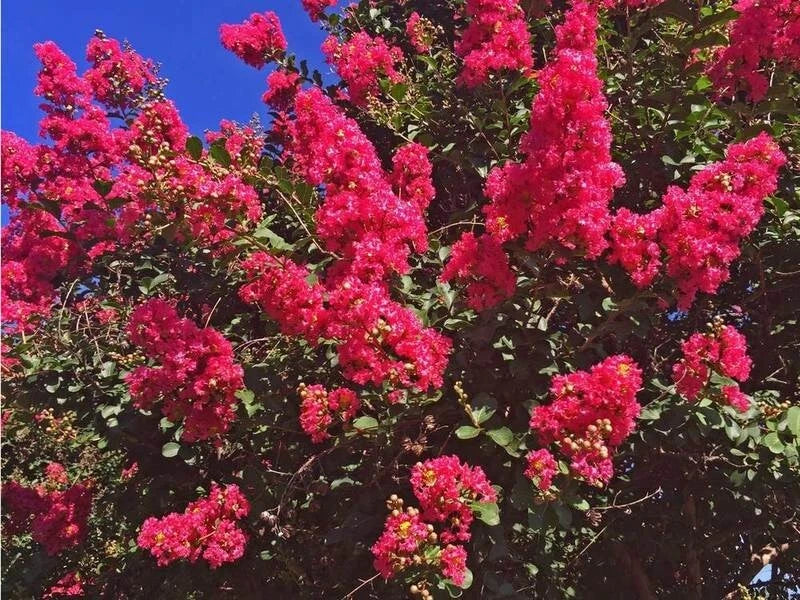 Dallas Red Cape Myrtle Seeds - 20 Perennial Flower Seeds - Lagerstroemia indica - Vibrant Red Flowers - US Seller